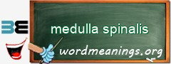 WordMeaning blackboard for medulla spinalis